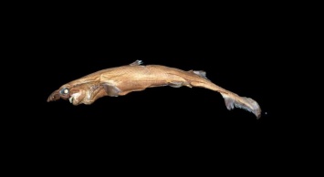 На Гавайях нашли новый вид миниатюрных светящихся акул