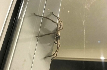 Воплощение ужаса: гигантский паук заглянул в дом к австралийцам