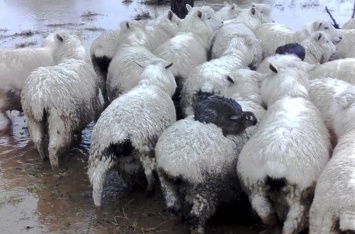 В Новой Зеландии кролики спаслись от наводнения на овцах