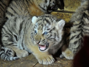 Фотосессии, флешмоб, мастерская художников: в экопарке отметят Международный день тигра