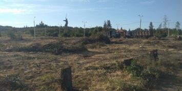 Власти Волгограда вырубили именные деревья в Парке вдов у Мамаева кургана