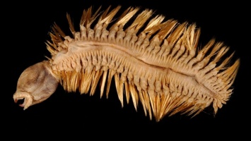 В интернете распространилась фотография жутковатого морского червя