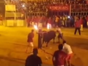 Бык, которому подожгли рога, совершил самоубийство на глазах у толпы (видео)