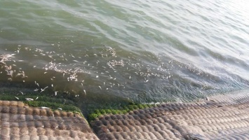 Рыба в Хаджибейском лимане могла погибнуть из-за низкого уровня кислорода