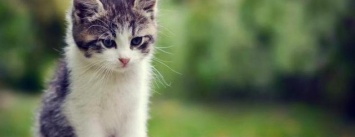 Соцсети нашли изверга, убившего в Одессе котенка на глазах дочери (ФОТО)