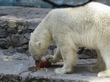 «Мороженое, арбузы и черешня»: что кушают медведи в Николаевском зоопарке. ФОТО