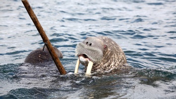 Российские и американские ученые изучили моржей в Чукотском море