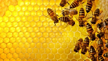 В геноме необщительных пчел нашли сходство с геномом аутистов