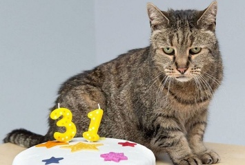 Старейший кот в мире отпраздновал 31-й день рождения (+3 фото)