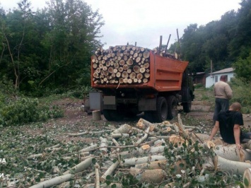 Поймали на горячем: в Полтаве незаконно выпиливали деревья
