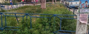 Жители райцентра на Херсонщине выйдут на борьбу с амброзией