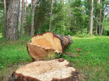 В лесах под Березнеговатым ревизоры нашли нарушений на 5 миллионов гривен