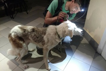 В Киеве неизвестные вырезают собакам глаза