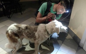 В Киеве неизвестные ослепляют собак