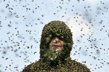 Боевиков АТО будут лечить пчелами при поддержке Польши