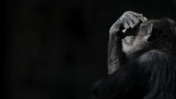 Ученые выяснили, что шимпанзе подвержены болезни Альцгеймера