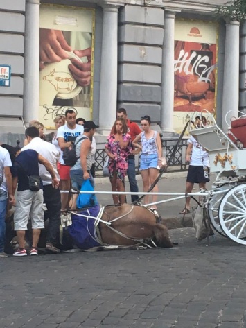 В центре Одессе довели до изнеможения лошадь, запряженную в карету