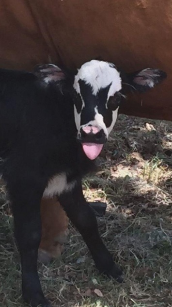 В Техаcе родился теленок, как две капли воды похожий на лидера группы Kiss