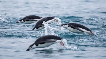 Миграцию пингвина можно проследить по одному перышку