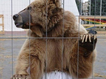 Медвежий рай "Домажир": журналисты выяснили, как живется спасенной медведице Кристине
