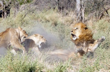 «Помада на воротничке?»: фотограф снял, как львицы проучили «загулявшего» льва