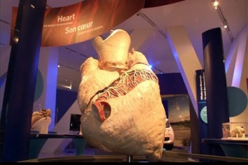 В канадском музее выставили сердце кита весом 200 кг