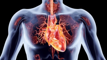 Ученые разработали новый метод лечения сердечной недостаточности
