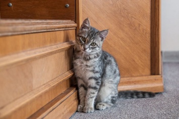 У самого известного кота Днепра - первая профессиональная фотосессия (Фото)