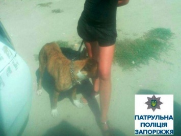 В Запорожье хозяйка собаки отделалась легким испугом
