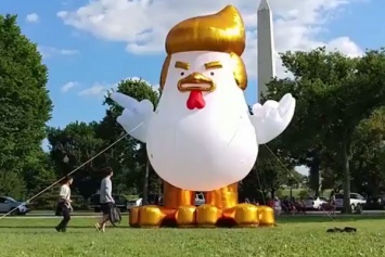 Гигантский цыпленок с прической как у Трампа у Белого дома