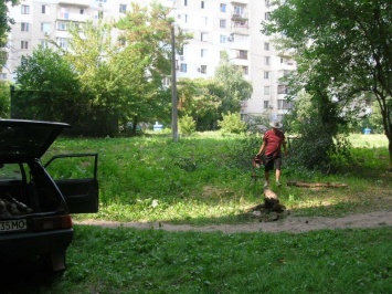 В Одессе неизвестный нагло пилил деревья бензопилой на дрова