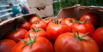 Турция пригрозила России ответными мерами из-за томатов
