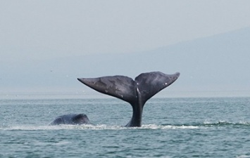 В устье реки в Хабаровском крае застрял 13-метровый кит