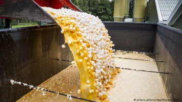 В Бельгии и Нидерландах прошли обыски по делу о зараженных яйцах