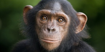 Шимпанзе могут освоить игру в «камень-ножницы-бумага»