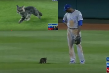 С пушистым шутки плохи: котенок сорвал бейсбольный матч в США