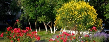 В Черноморске определят самый красивый и благоустроенный двор