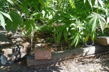 Владельца плантации наркотиков разоблачили в Торецке (фото)