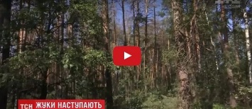 У украинских лесов появилась новая серьезная угроза (видео)