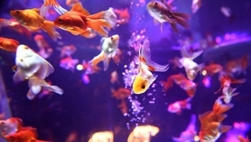 Ученые узнали, как запои помогают золотым рыбкам месяцами жить без воздуха