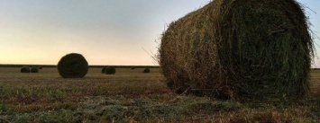 На подконтрольной Украине территории Донецкой области закончили сбор зерновых