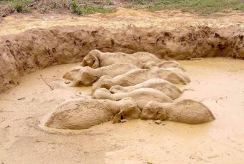 11 слонов едва не утонули в грязи... К счастью, спасатели подоспели вовремя