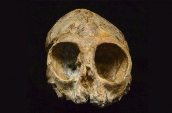 В Кении нашли череп общего предка людей и обезьян