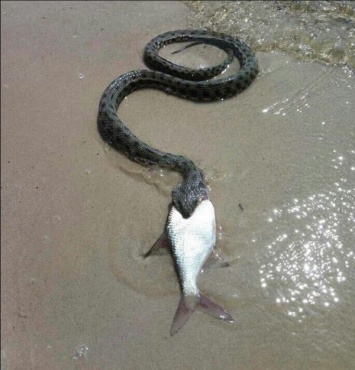 На Воронцовском пляже Днепра сфотографировали устрашающую змею (ФОТО)