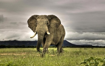 Индия: по просьбе властей знаменитый охотник ликвидировал дикого слона-убийцу