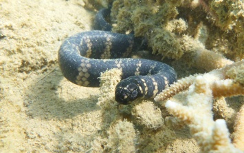 Морские змеи становятся черными, чтобы очиститься