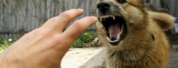 Почти сто бахмутчан в год страдают от укусов собак