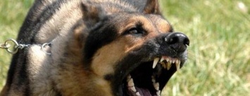 В Рубежном бродячие собаки напали на горожанина