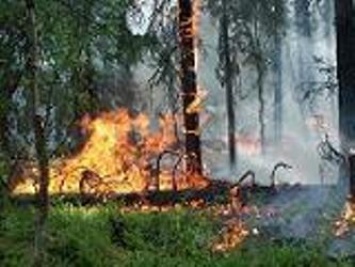 В экосистемах и лесах Запорожской области в выходные произошли более 300 пожаров