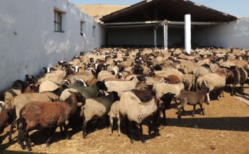 В овцеводстве Херсонщины наметилась неплохая перспектива